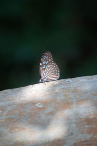 Close-up of butterfly on rock