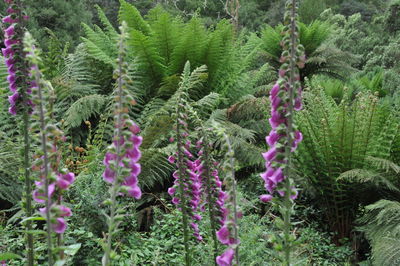 Purple flowering plant in forest