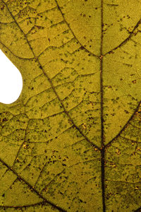 Directly below shot of yellow leaves on tree