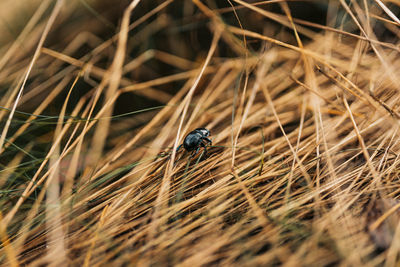 Close-up of insect on dry grass