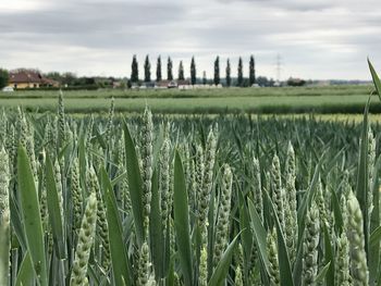 View of wheat in field against cloudy sky