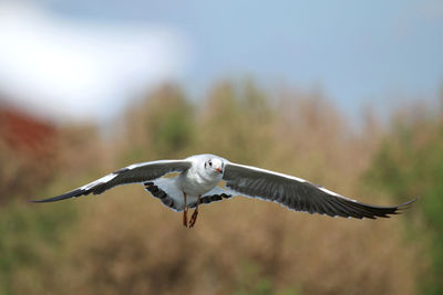 Seagull flying in a bird