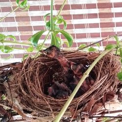 View of birds in nest