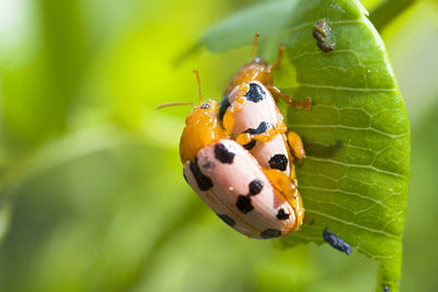 Close-up of insects mating on leaf