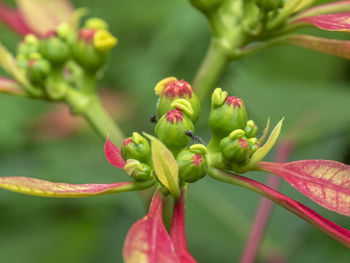 Close-up of red flowering plant