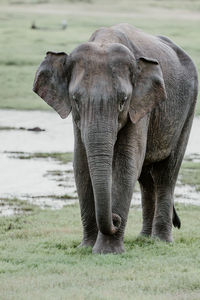 Close-up of elephant on land