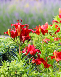 Close-up of red flowering plants on field