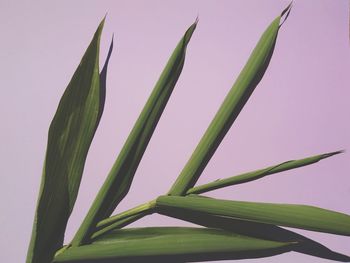 Close-up of leaves against sky during sunset