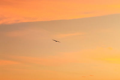 Low angle view of birds flying against orange sky