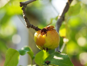 Close-up of fruit growing on tree