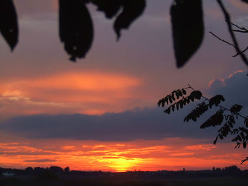 Silhouette of birds flying against orange sky