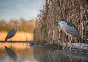 View of birds perching by lake