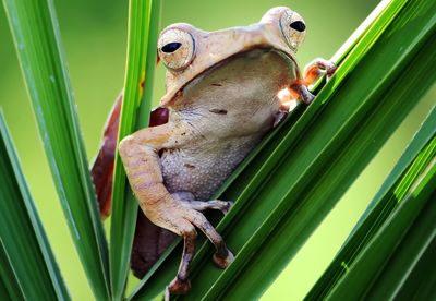 Close-up of frog on leaf