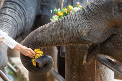 Feed the elephants, his hands are giving the elephants bananas.