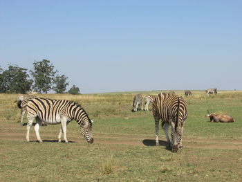 Zebra standing on field against trees