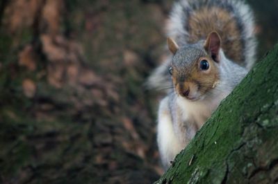 Close-up of squirrel