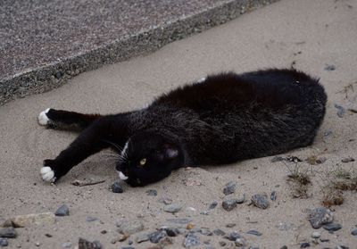 High angle view of black lying down on road