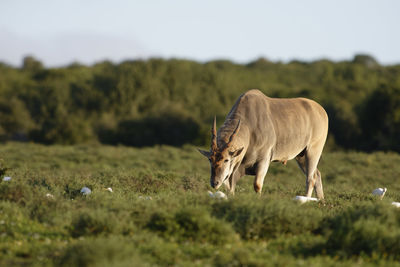 Eland grazing by birds on field at addo elephant national park