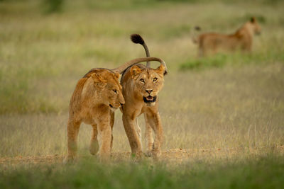 Two lionesses walk together with another behind