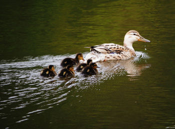 Ducks swimming on lake