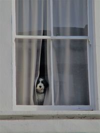 Portrait of a dog seen through glass window