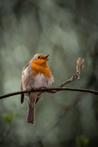 Close-up of bird perching on branch