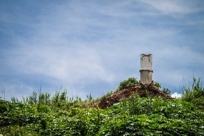 Low angle view of plants against sky