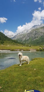 View of sheep on lake against sky