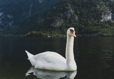 Swan in lake