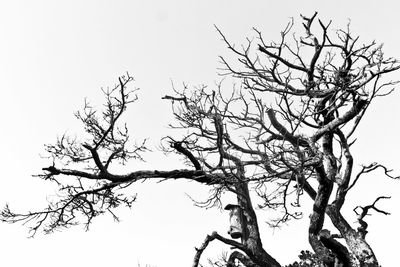 Low angle view of bare tree against clear sky