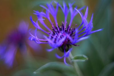 Close-up of purple flowering plant