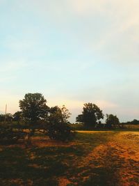 Trees on field against sky during sunset