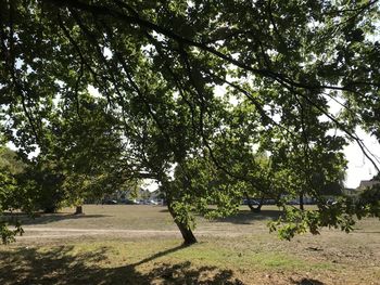 Trees in park