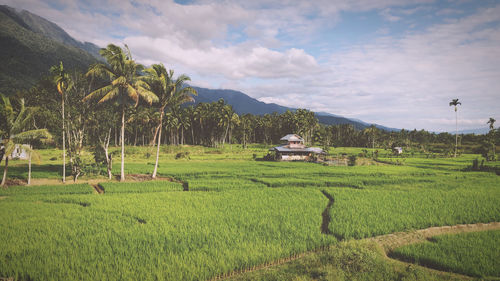 Scenic view of agricultural field against sky