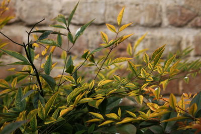 Close-up of yellow flowering plant on field