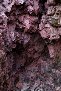 Full frame shot of tree trunk