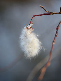 Close-up of wilted plant