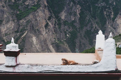 View of dog on mountain against trees