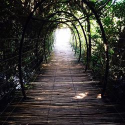 Narrow pathway along trees in forest