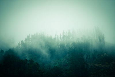 Trees in forest during foggy weather