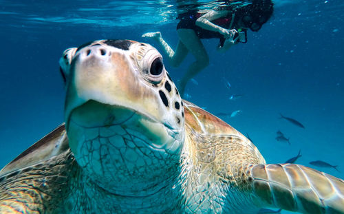 Close-up of turtle swimming in sea