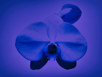 Digital composite image of purple flower against blue background