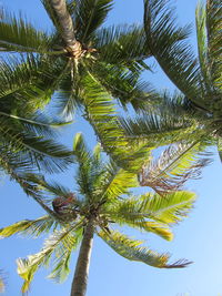 Low angle view of palm tree against clear blue sky