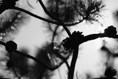 Low angle view of tree against sky