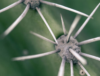 Close-up of plant against blurred background