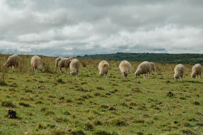 Sheep grazing in a field