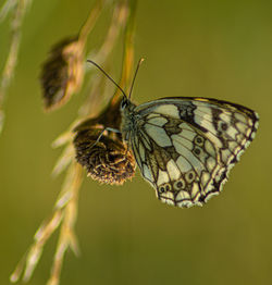 Marbled white english butterfly black spotted wings perched on wild flowers spring view