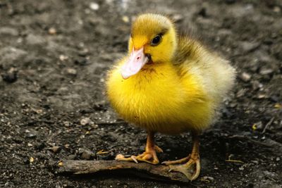 Close-up of bird