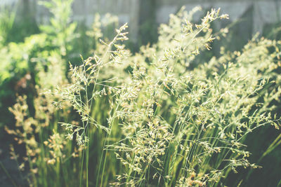 Close-up of flowering plants on land