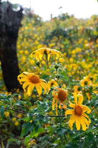 Close-up of yellow flowering plant